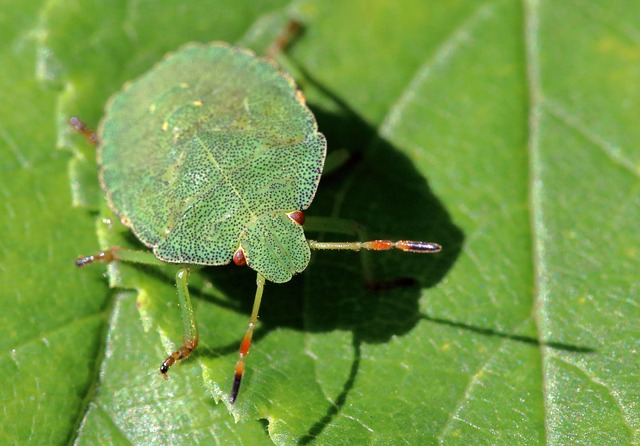 stinkbug
